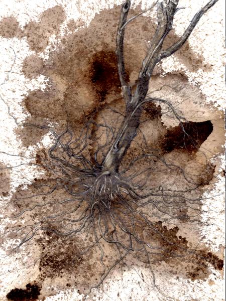 Amaranth root