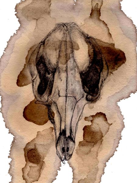 Roo skull